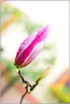 Fine art image - After Rain, Kyoto