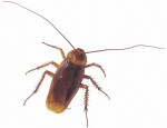 Pest control, fingus, termite, roaches, professional treatment for home and office in Boston area Pest control, fingus, termite, roaches, professional treatment for home and office in Boston area